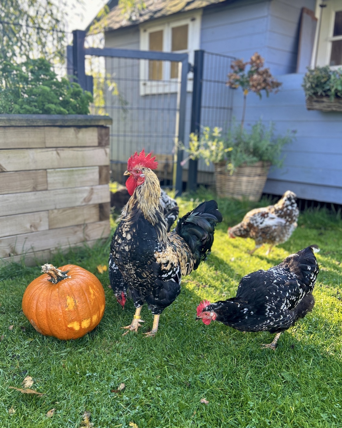 Hühner im Herbst mit Kürbis