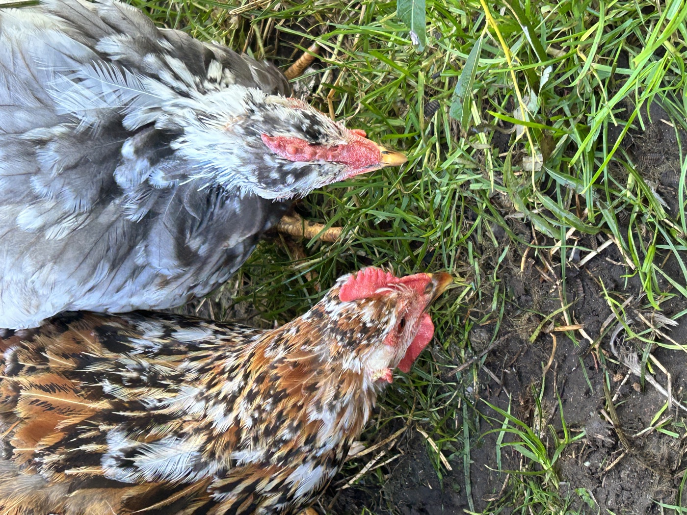 Zwei Hennen in der Mauser im Herbstgras